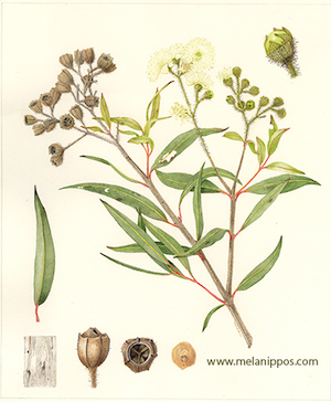 Tree planting illustrations for CSIRO 'Flora of the Hunter'